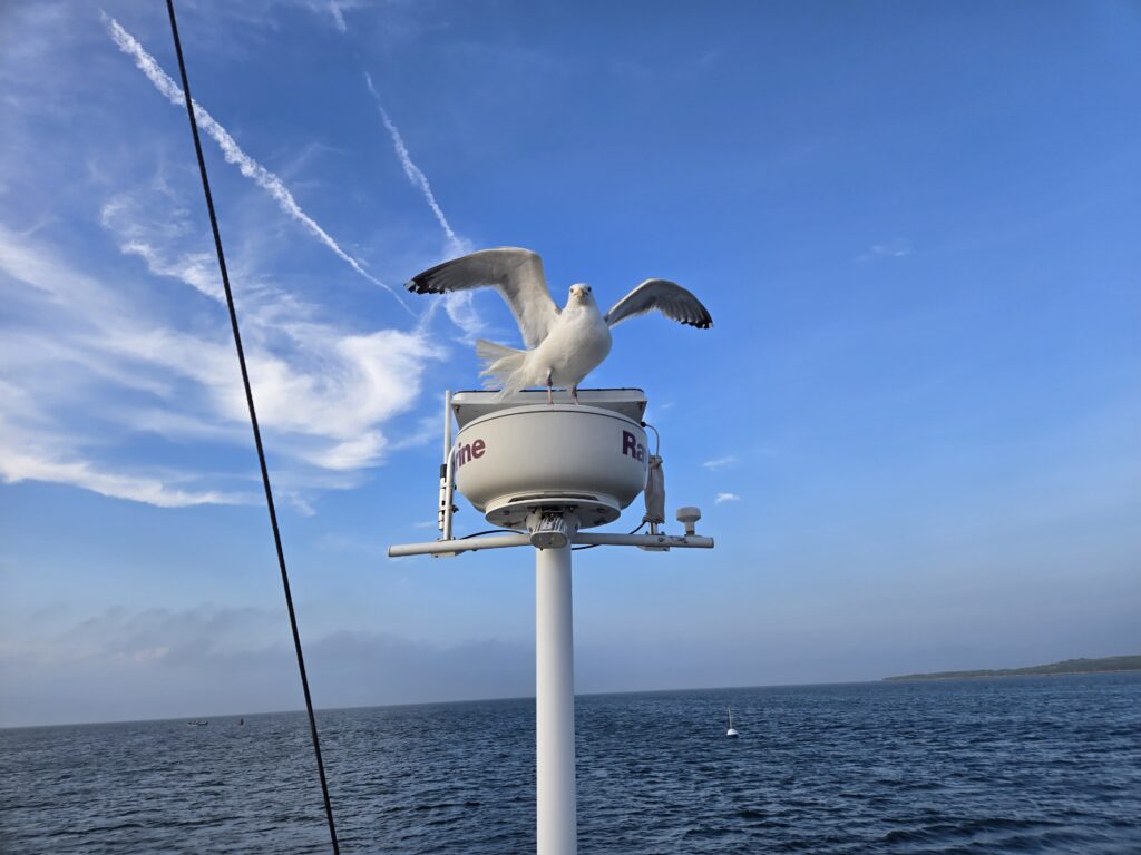 gull