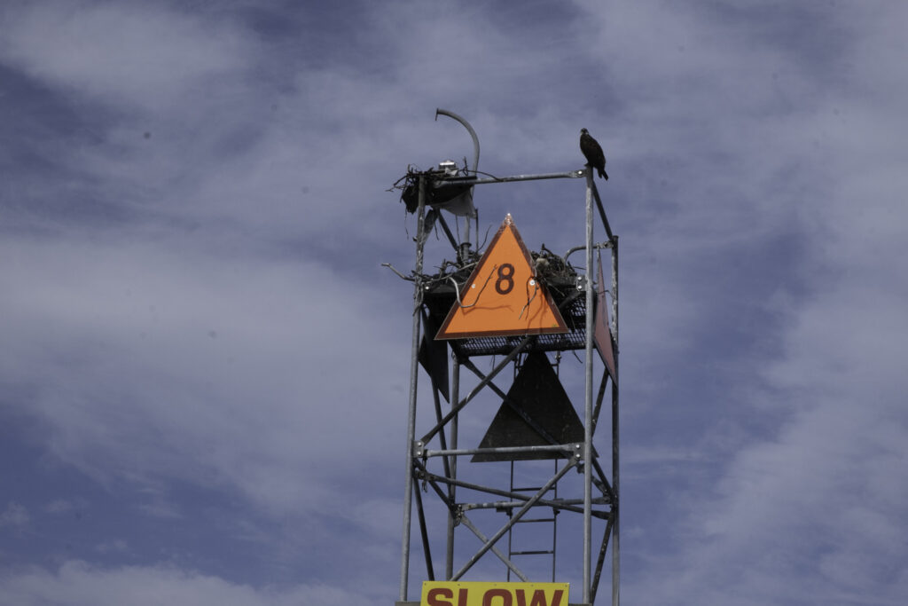cuttyhunk osprey nest